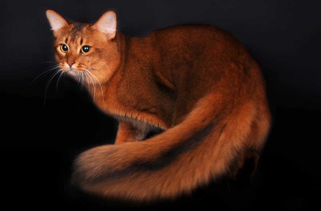 Сомалийская кошка: фото, описание, характер, содержание, отзывы