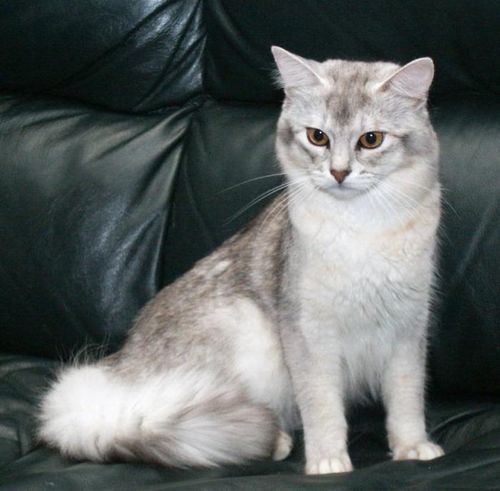 Сомалийская кошка: фото, описание, характер, содержание, отзывы