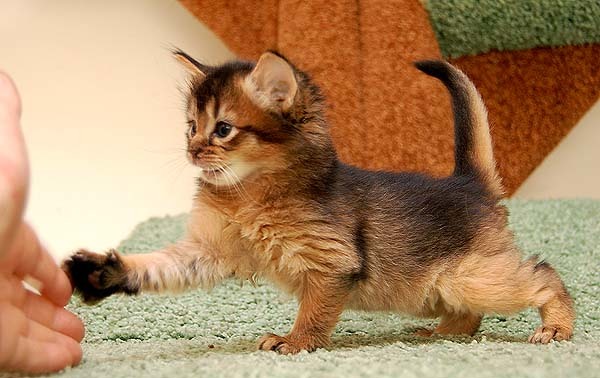 Сомалийская кошка: фото, описание, характер, содержание, отзывы