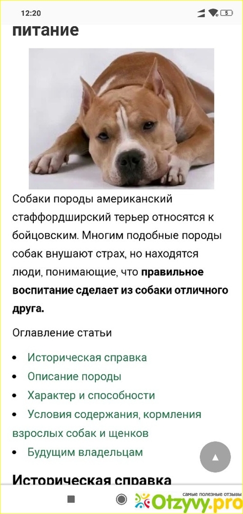 Стаффордширский терьер: фото, описание, характер, содержание, отзывы