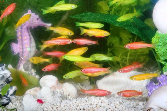Светящиеся (флуоресцентные) аквариумные рыбки. glofish