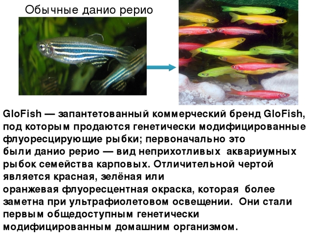 Светящиеся (флуоресцентные) аквариумные рыбки. glofish