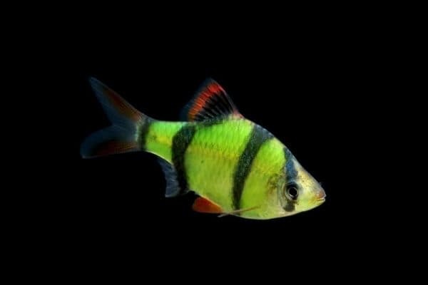 Светящиеся (флуоресцентные) аквариумные рыбки. glofish