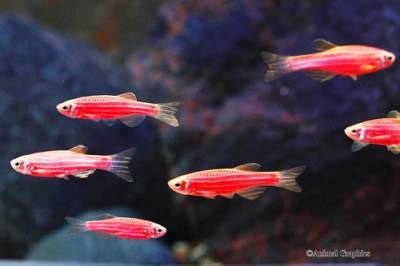 Светящиеся (флуоресцентные) аквариумные рыбки. glofish