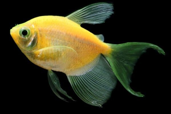 Светящиеся (флуоресцентные) аквариумные рыбки. glofish