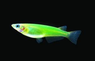 Светящиеся (флуоресцентные) аквариумные рыбки. glofish