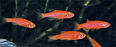 Светящиеся (флуоресцентные) аквариумные рыбки. glofish