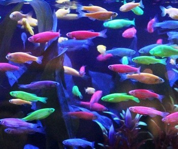 Светящиеся (флуоресцентные) аквариумные рыбки. glofish