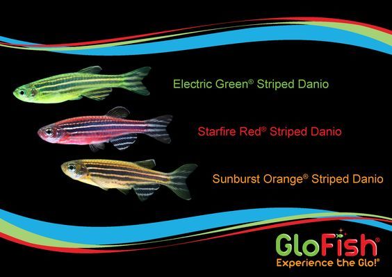 Светящиеся (флуоресцентные) аквариумные рыбки. glofish