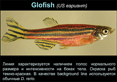 Светящиеся (флуоресцентные) аквариумные рыбки. glofish