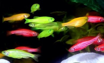 Светящиеся (флуоресцентные) аквариумные рыбки. glofish