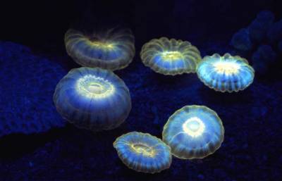 Светящиеся (флуоресцентные) аквариумные рыбки. glofish