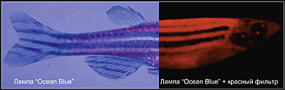 Светящиеся (флуоресцентные) аквариумные рыбки. glofish