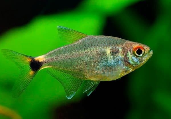 Светящиеся (флуоресцентные) аквариумные рыбки. glofish