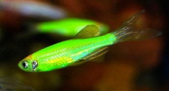 Светящиеся (флуоресцентные) аквариумные рыбки. glofish