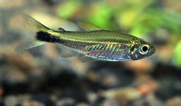 Светящиеся (флуоресцентные) аквариумные рыбки. glofish