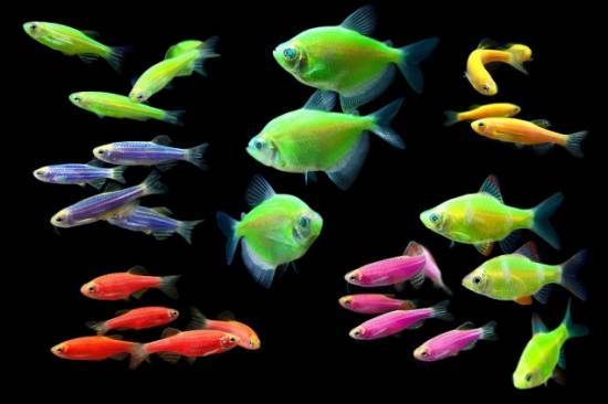 Светящиеся (флуоресцентные) аквариумные рыбки. glofish