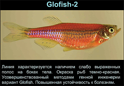 Светящиеся (флуоресцентные) аквариумные рыбки. glofish