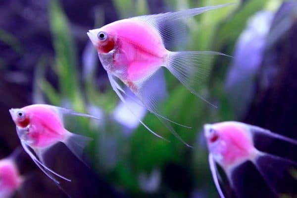 Светящиеся (флуоресцентные) аквариумные рыбки. glofish