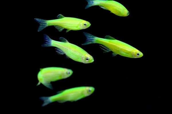 Светящиеся (флуоресцентные) аквариумные рыбки. glofish