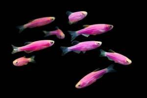Светящиеся (флуоресцентные) аквариумные рыбки. glofish