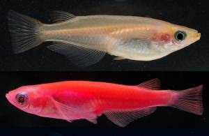 Светящиеся (флуоресцентные) аквариумные рыбки. glofish