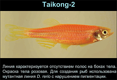 Светящиеся (флуоресцентные) аквариумные рыбки. glofish