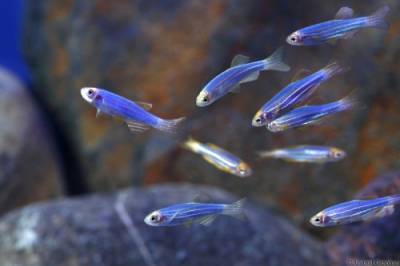 Светящиеся (флуоресцентные) аквариумные рыбки. glofish