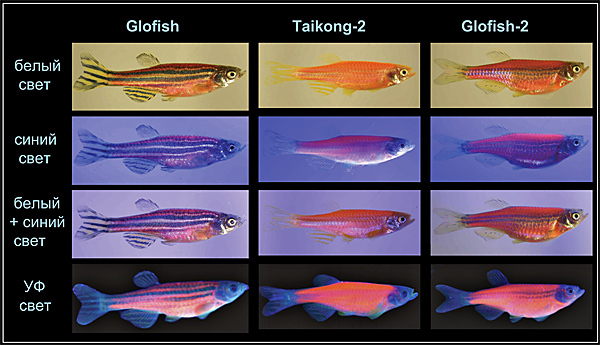 Светящиеся (флуоресцентные) аквариумные рыбки. glofish