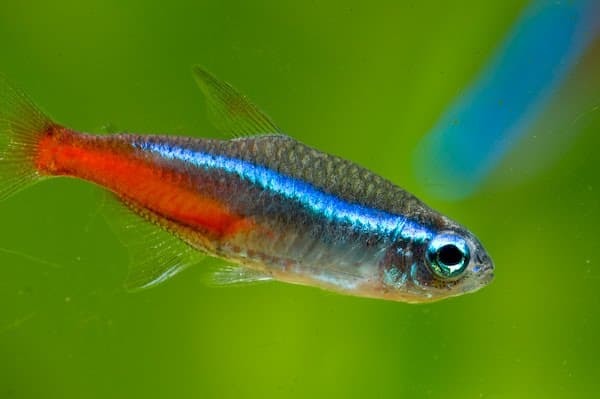 Светящиеся (флуоресцентные) аквариумные рыбки. glofish