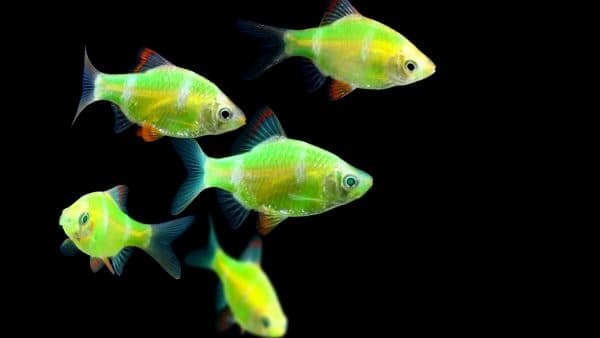 Светящиеся (флуоресцентные) аквариумные рыбки. glofish