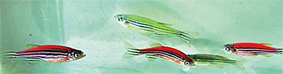 Светящиеся (флуоресцентные) аквариумные рыбки. glofish