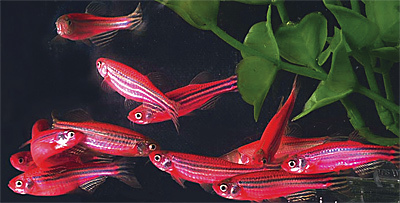 Светящиеся (флуоресцентные) аквариумные рыбки. glofish