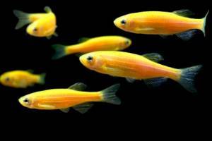 Светящиеся (флуоресцентные) аквариумные рыбки. glofish