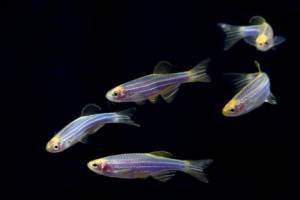 Светящиеся (флуоресцентные) аквариумные рыбки. glofish