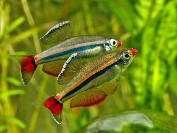 Светящиеся (флуоресцентные) аквариумные рыбки. glofish