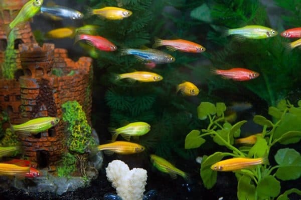 Светящиеся (флуоресцентные) аквариумные рыбки. glofish