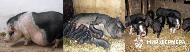 Вьетнамская вислобрюхая свинья – фото, описание, рацион, разведение, отзывы