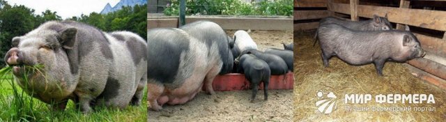 Вьетнамская вислобрюхая свинья – фото, описание, рацион, разведение, отзывы