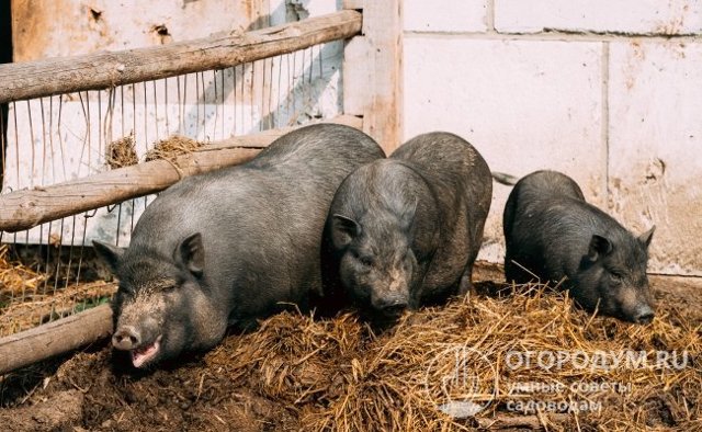 Вьетнамская вислобрюхая свинья – фото, описание, рацион, разведение, отзывы