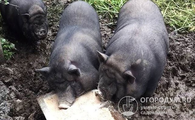 Вьетнамская вислобрюхая свинья – фото, описание, рацион, разведение, отзывы