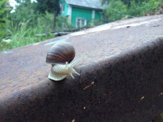Виноградная улитка – фото, описание, содержание, купить, отзывы