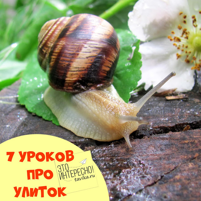 Виноградная улитка – фото, описание, содержание, купить, отзывы