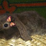 Вислоухий кролик Карликовый баран - содержание, уход, питание. купить
