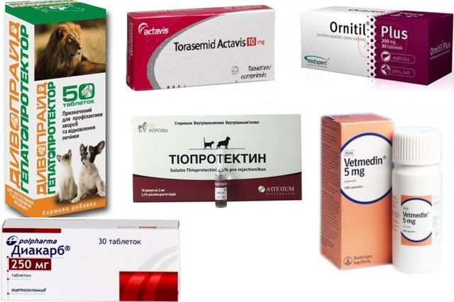 Водянка у собак – причины, диагностика, лечение, профилактика