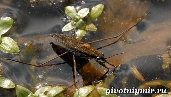 Водомерка-насекомое-Образ-жизни-и-среда-обитания-водомерки-6