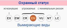 Волк – фото, описание, ареал, рацион, враги, популяция
