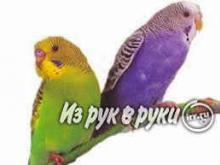 Волнистые попугаи – фото, описание, содержание, питание, купить