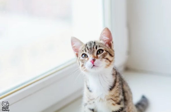 Зачем кошке усы. Может ли кошка прожить без усов