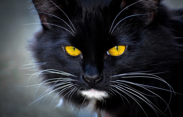 Зачем кошке усы. Может ли кошка прожить без усов